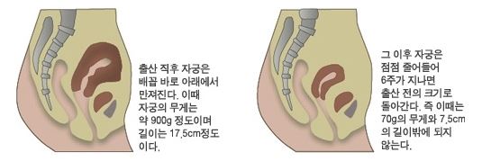 출산 직후 자궁은 배꼽 바로 아래에서 만져진다. 이때 자궁의 무게는 약 900g 정도이며 길이는 17.5cm정도이다. / 그 이후 자궁은 점점 줄어들어 6주가 지나면 출산 전의 크기로 돌아간다. 즉 이때는 70g의 무게와 7.5cm의 길이밖에 되지 않는다.